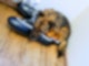 Annas Rock-Hund Eule