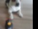 Peters Hund und seine BOB-Ente