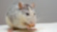 Ratte Symbolbild