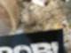 Rebeccas Hamster Nila.jpeg