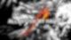 Metallica & San Francisco Symphony: All Within My Hands (Live)